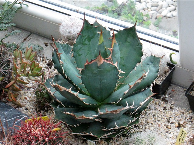 Agave titanota